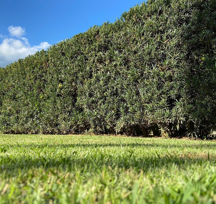 Foto de podocarpo 49 - 51