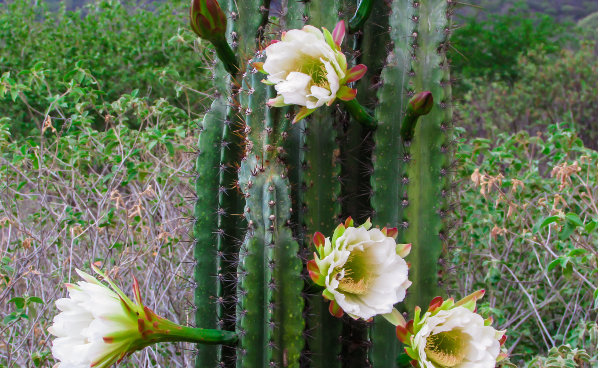 cacto mandacaru com flores no sertão brasileiro.