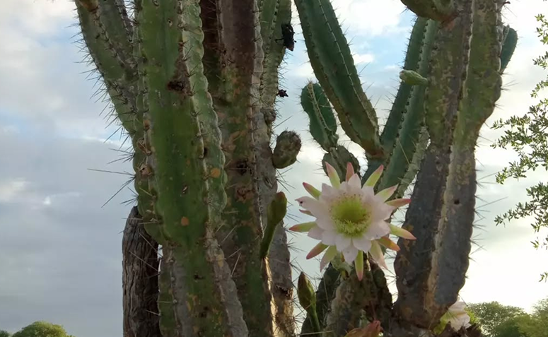 Foto de cacto mandacaru 01 - 1