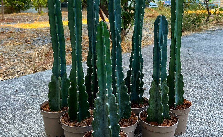 Foto de cacto mandacaru 02 - 5