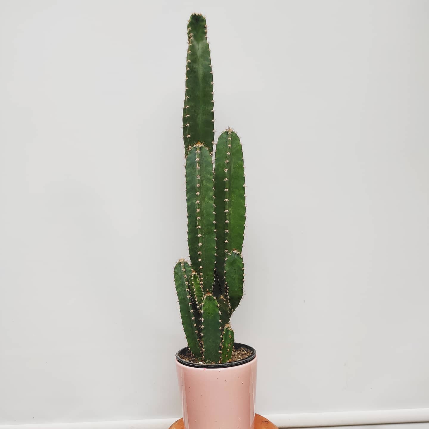 Foto de cacto mandacaru 04 - 9