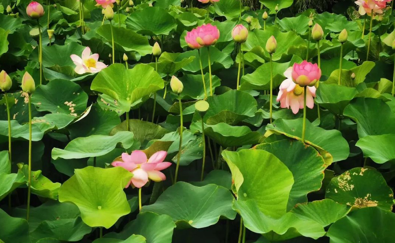 Foto de flor de lotus 001 - 1