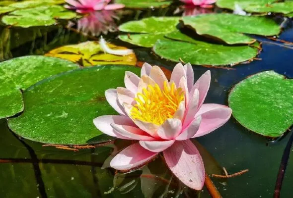 Flor de lótus: dicas para cultivar essa planta mística
