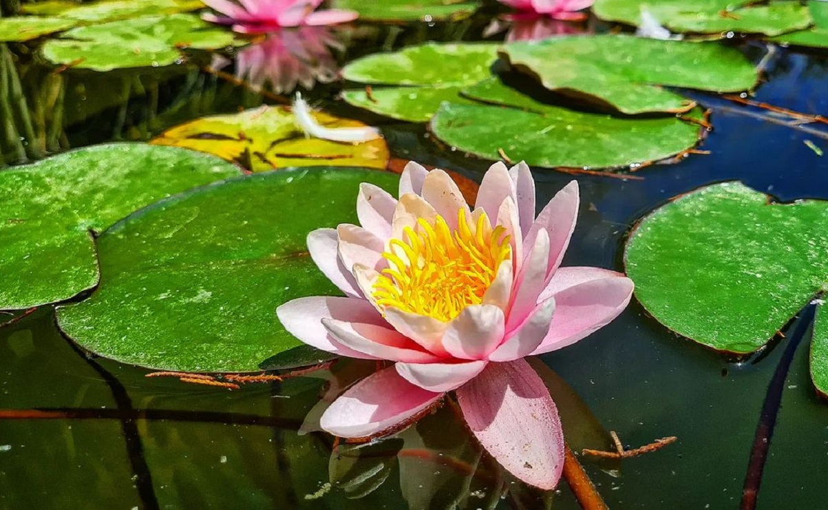 Flor de lótus: dicas para cultivar essa planta mística