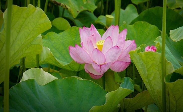 flor de lótus