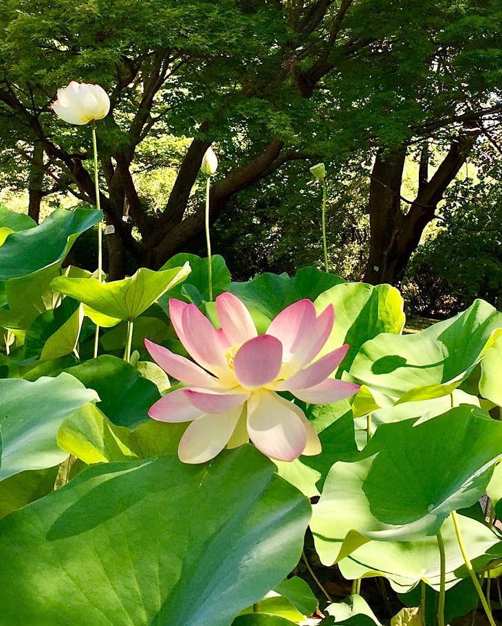 flor de lótus