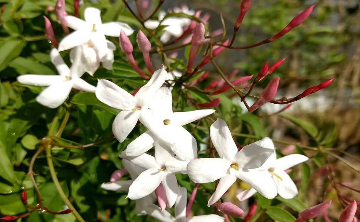 Jasmim-dos-poetas: poesia em flores para o ambiente externo