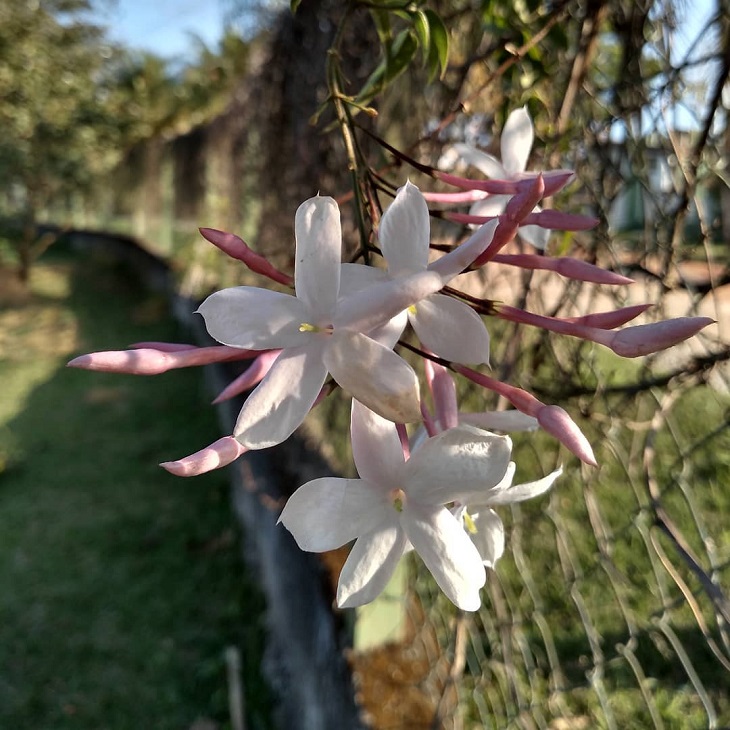 Foto de jasmim dos poetas 8 - 10