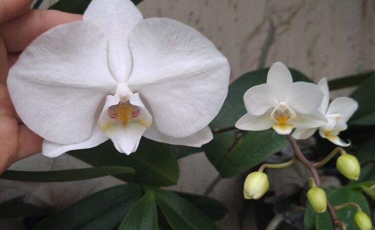 Foto de orquidea phalaenopsis 5 - 6