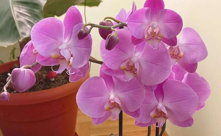 Foto de orquidea phalaenopsis 6 - 8