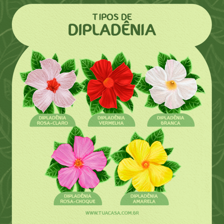 Foto de dipladenia 50 - 8