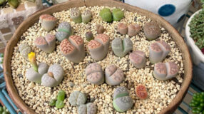 Foto de lithops 00 - 2