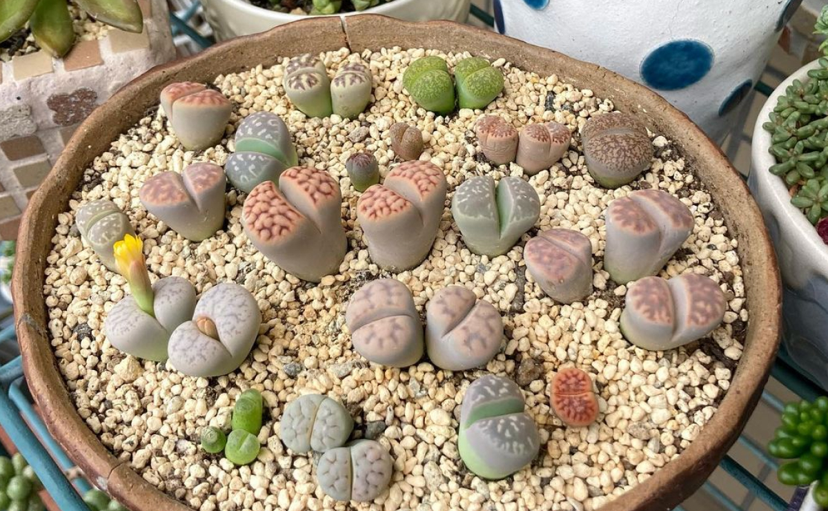 Conheça as lithops, as pequenas e curiosas plantas pedras