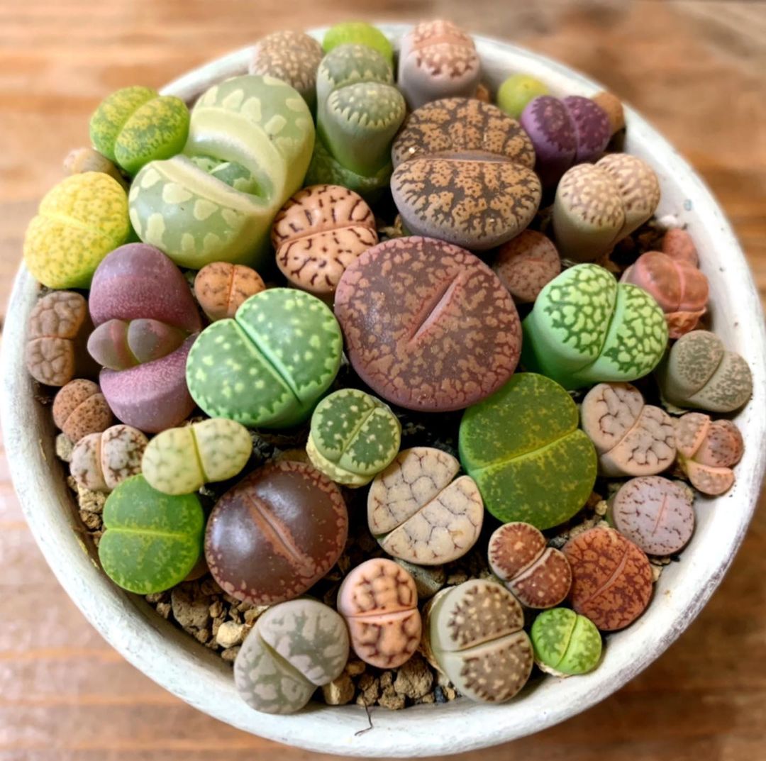 Foto de lithops 1 - 5