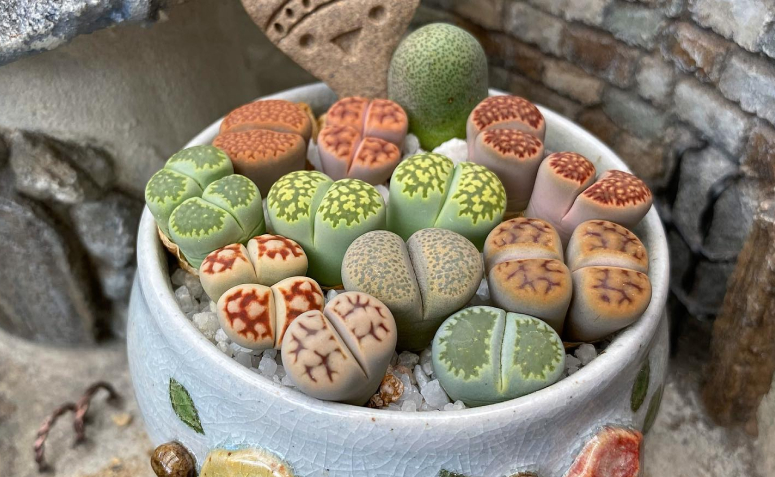 Foto de lithops 100 - 1