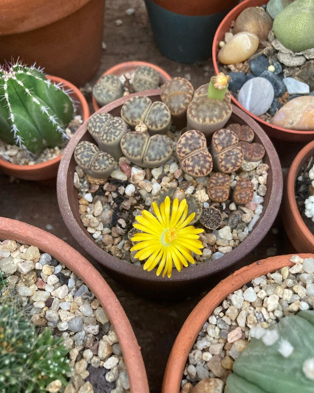 Foto de lithops 2 - 6