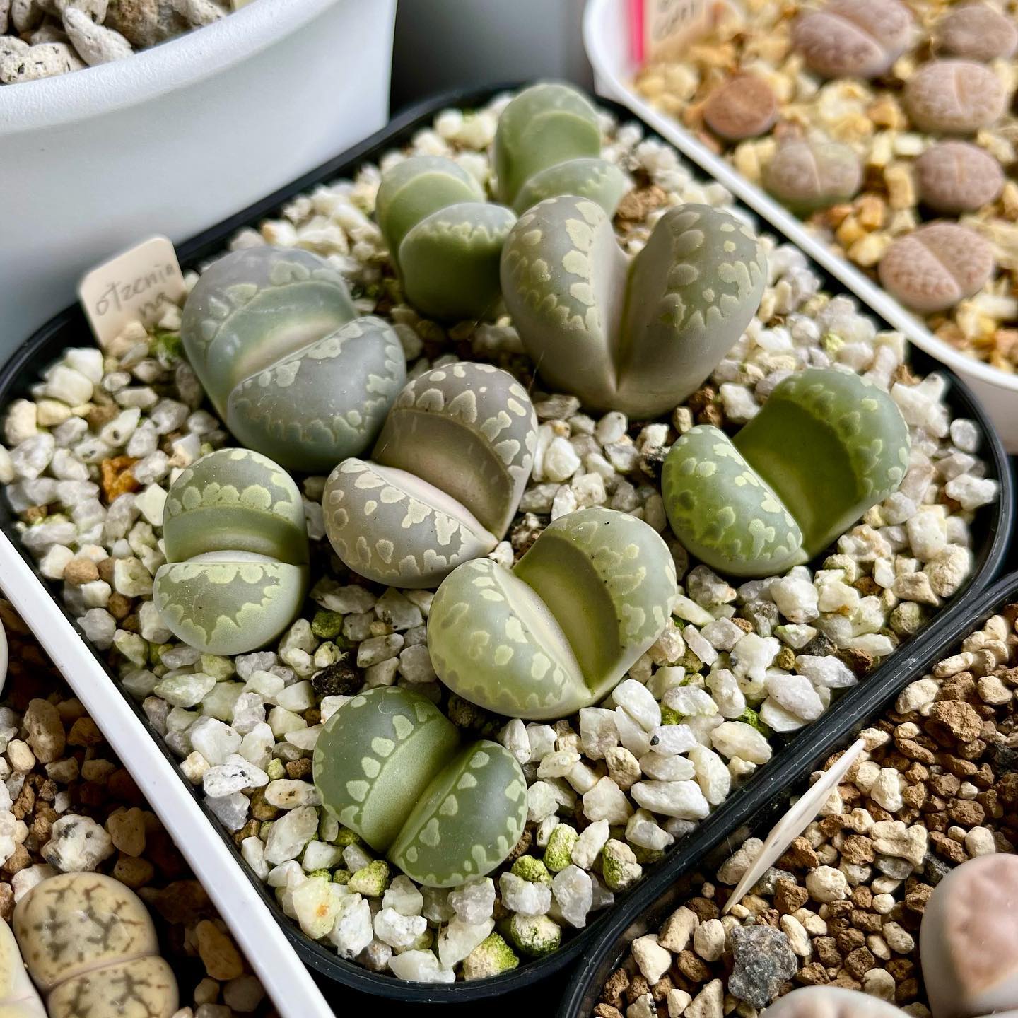 Foto de lithops 3 - 7