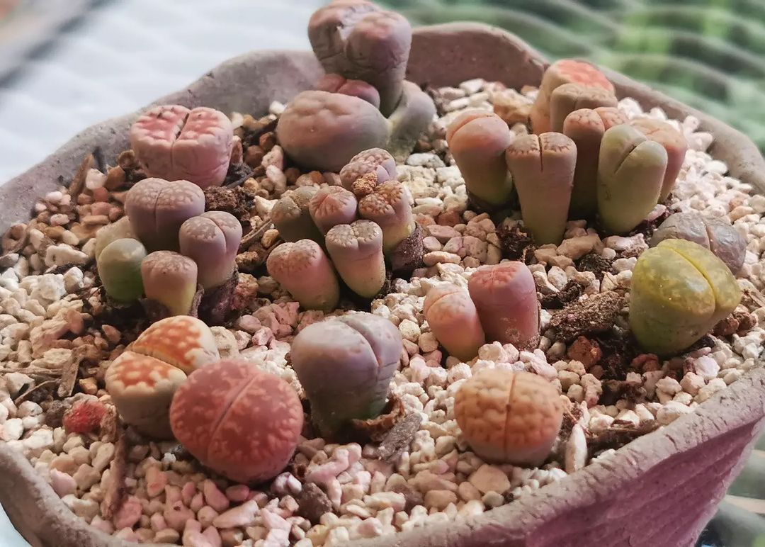 Foto de lithops 4 - 8