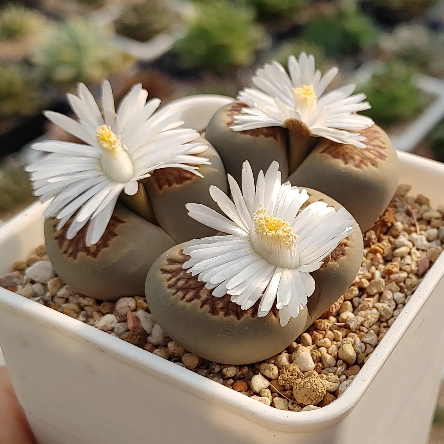 Foto de lithops 6 - 10