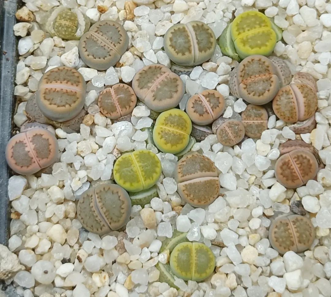 Foto de lithops 7 - 11