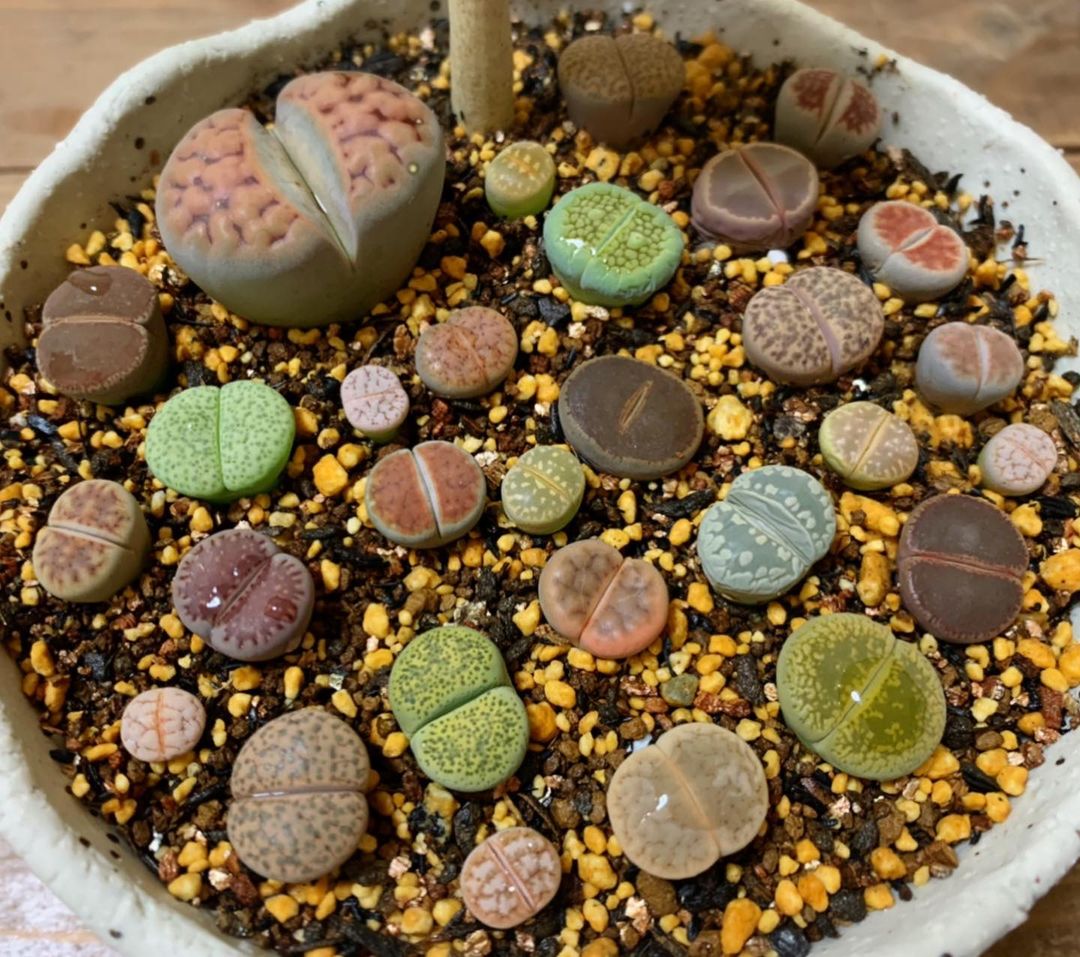 Foto de lithops 8 - 12