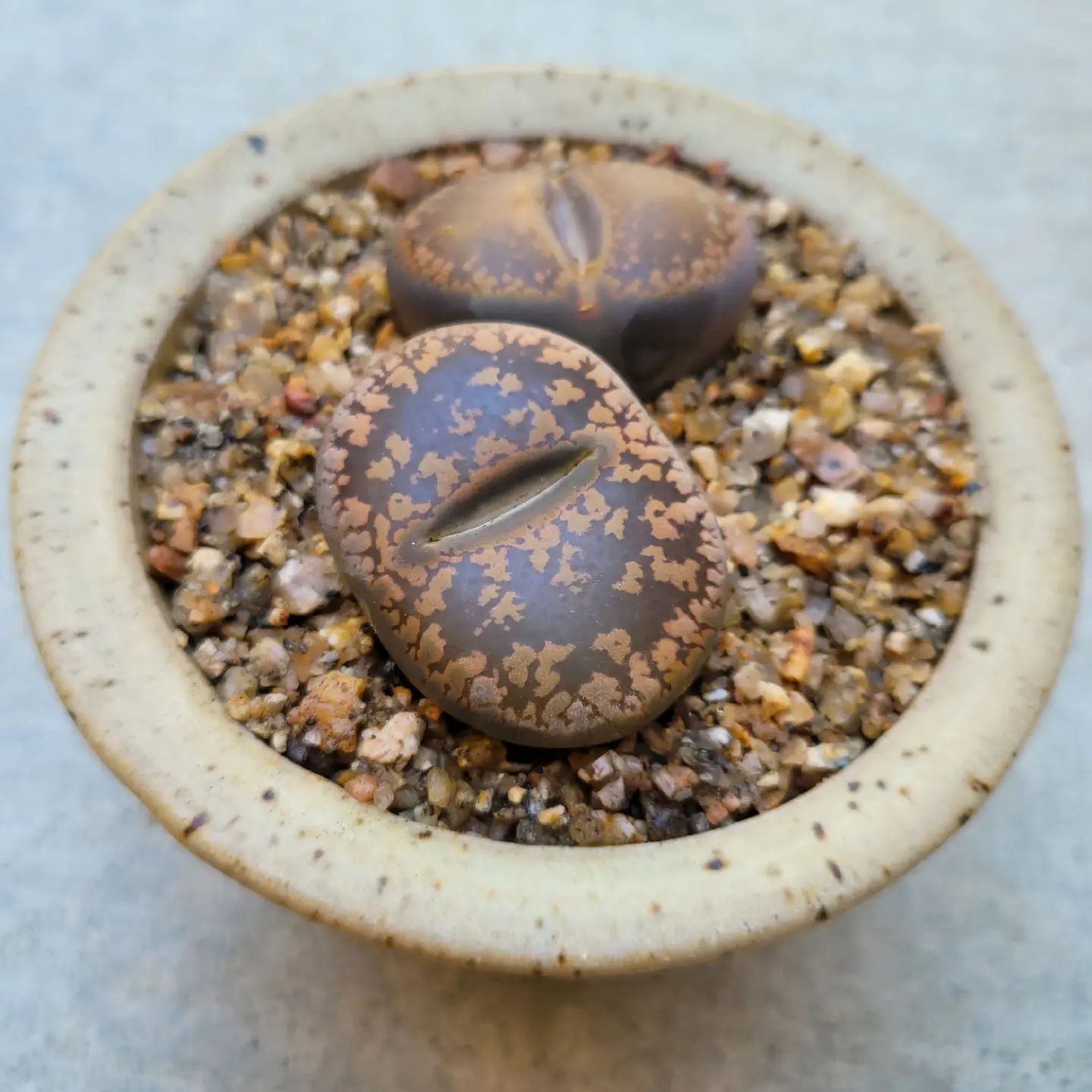 Foto de lithops 9 - 13