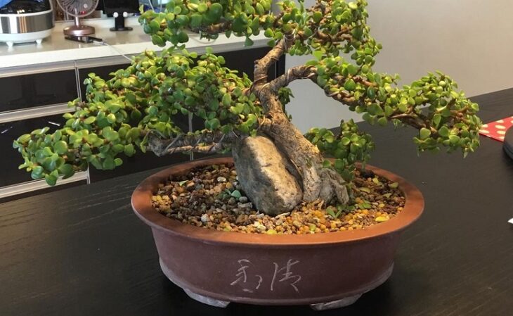 Foto de portulacaria afra 3 - 5