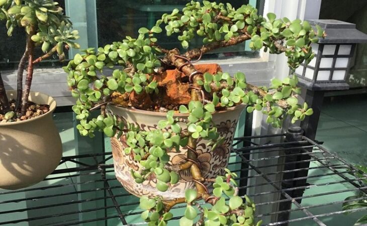 Foto de portulacaria afra 4 - 6