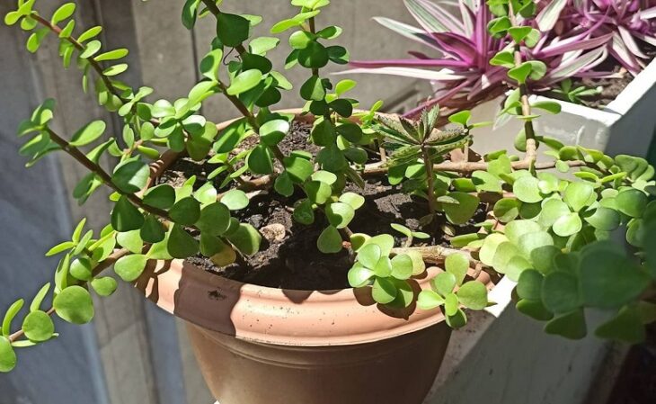 Foto de portulacaria afra 8 - 10