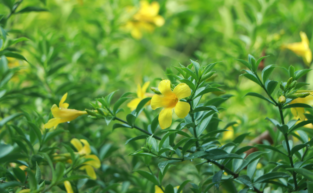 Diversas espécies de alamanda para colorir o seu jardim