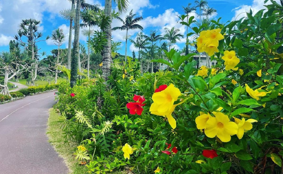 Diversas espécies de alamanda para colorir o seu jardim