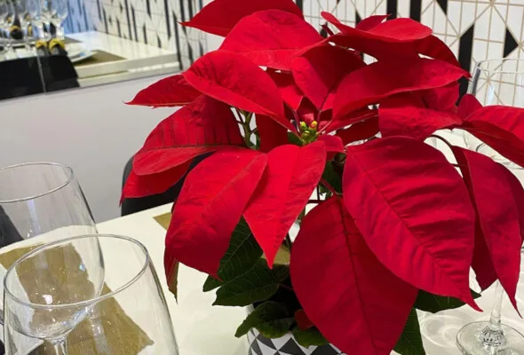 Flor de Natal: dicas para cuidar da planta e ideias de arranjos