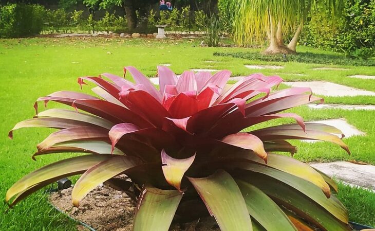 Foto de bromelia imperial 5 - 7