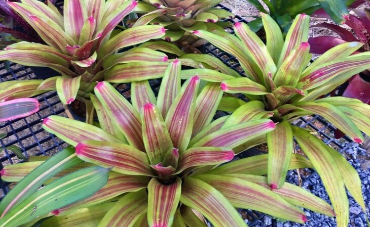 Foto de bromelia imperial 6 - 8