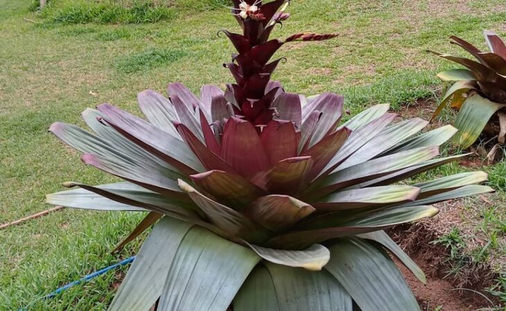 Foto de bromelia imperial 8 - 6