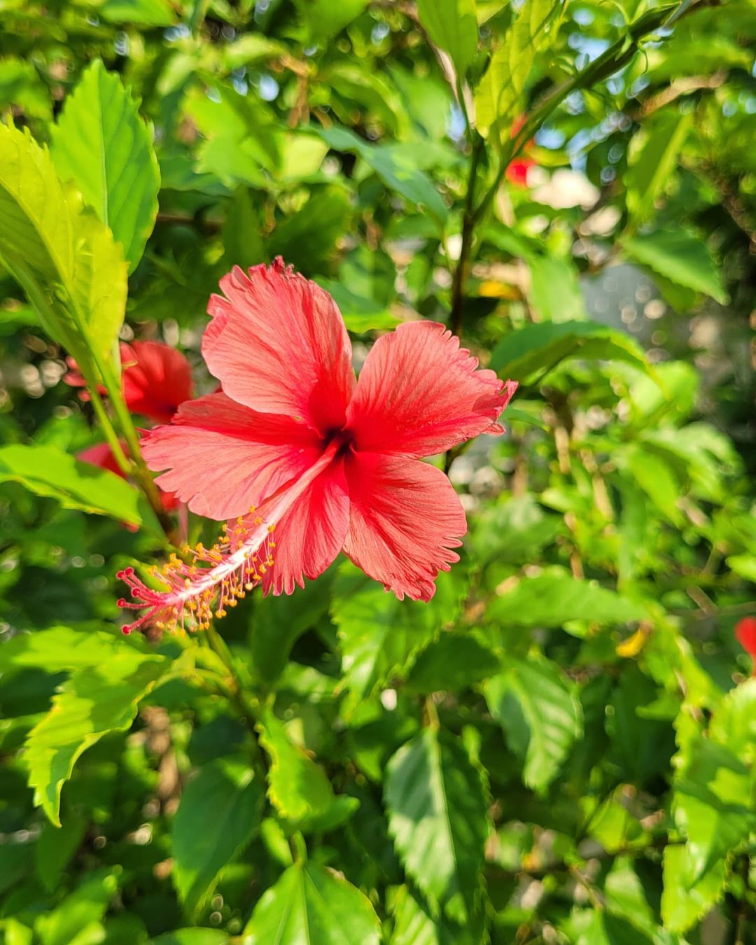 Foto de flor de hibisco 02 - 9