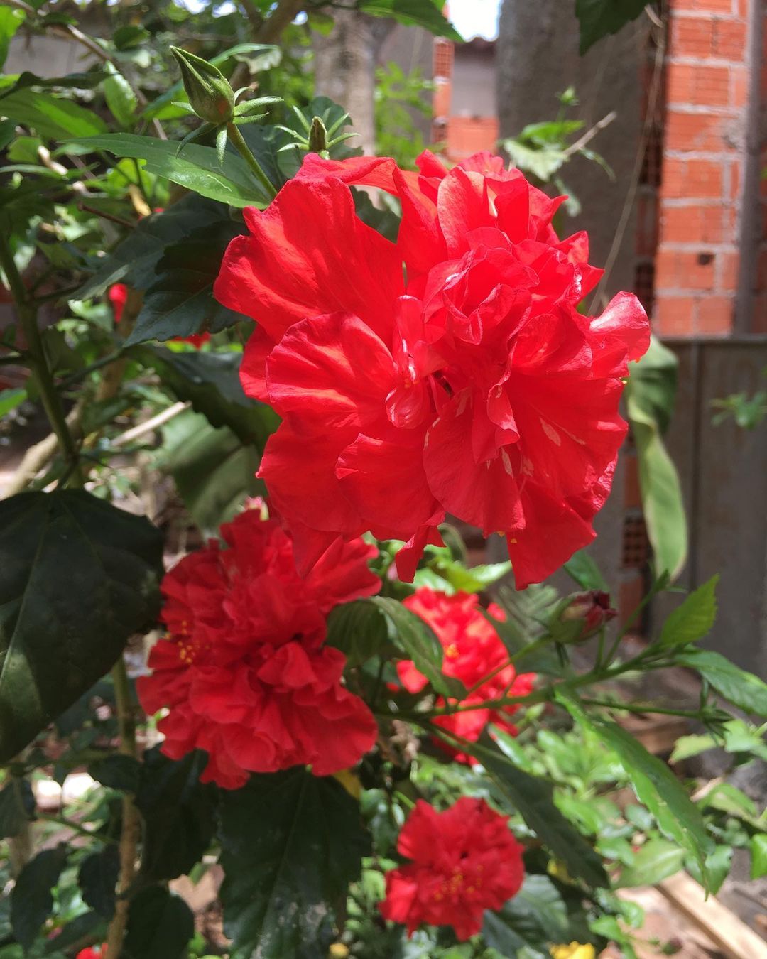 Foto de flor de hibisco 03 - 10