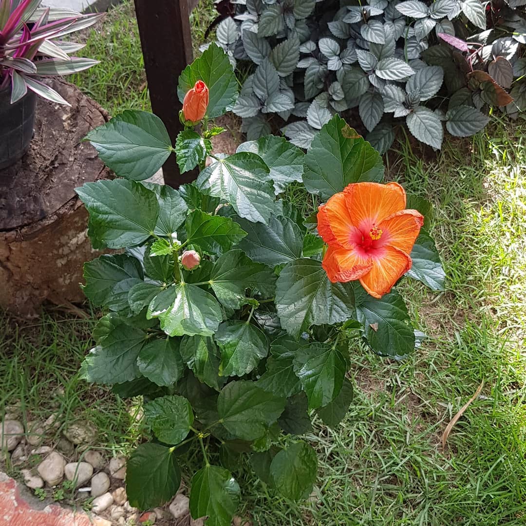 Foto de flor de hibisco 05 - 12