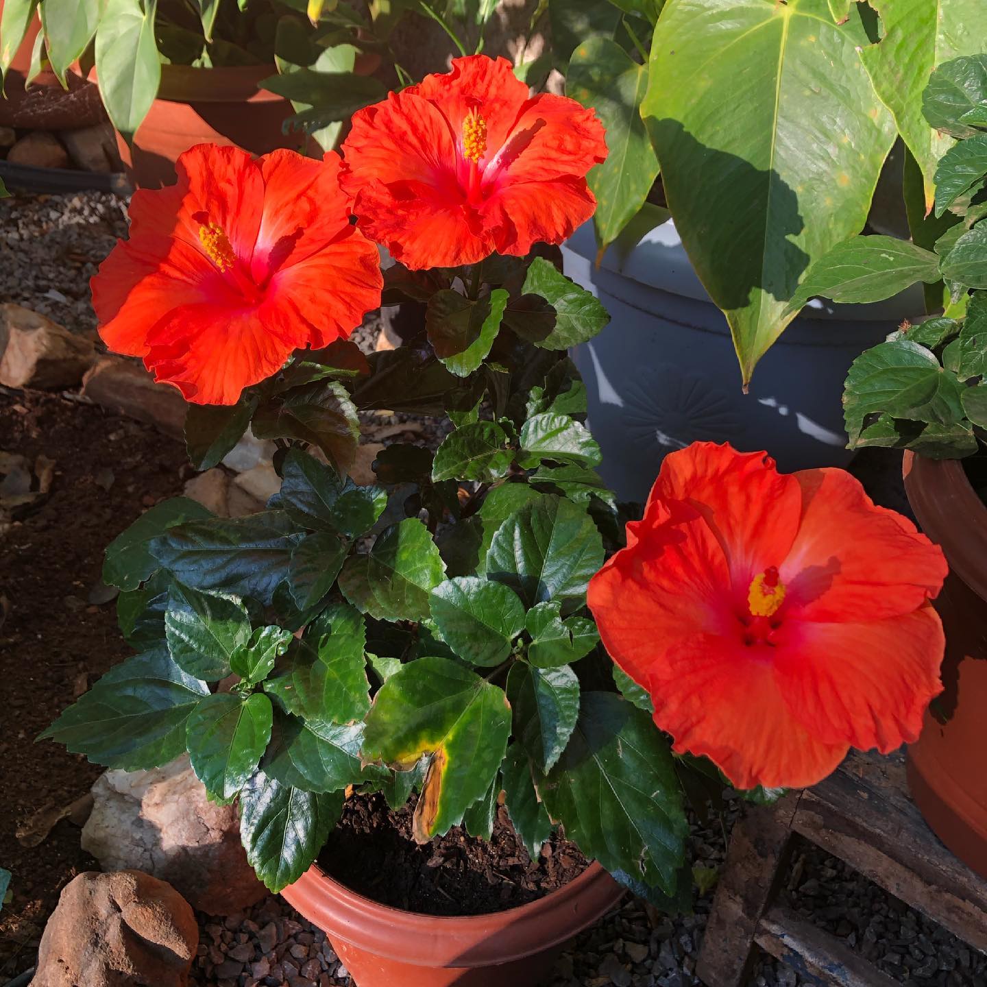 Foto de flor de hibisco 08 - 15