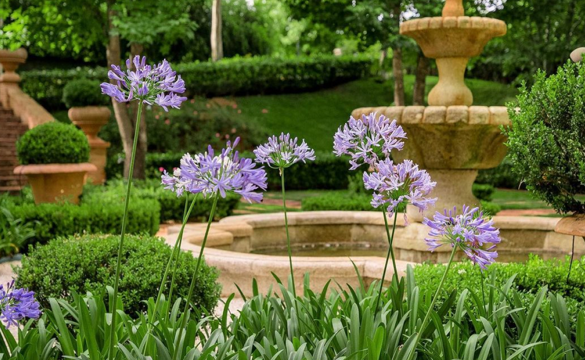 Agapanto: cultive a flor do amor no seu jardim