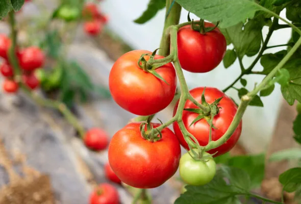 Como plantar tomate e ter frutos deliciosos e orgânicos