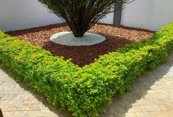 Pingo-de-ouro: dicas para ter um tesouro de jardim