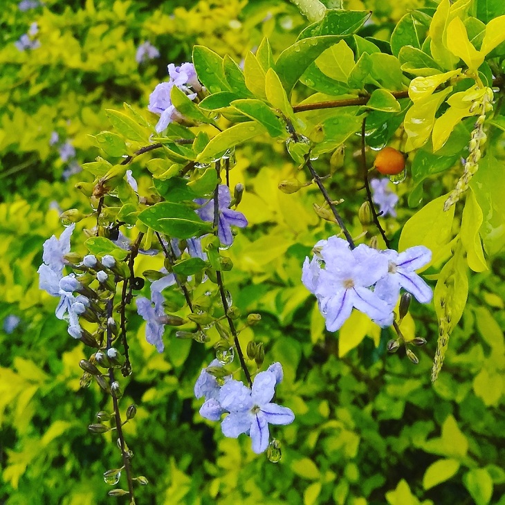 Foto de pingo de ouro 13 - 15