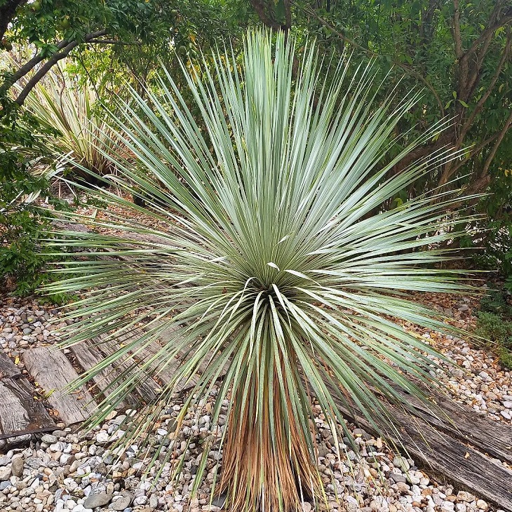 Foto de yucca 6 - 8