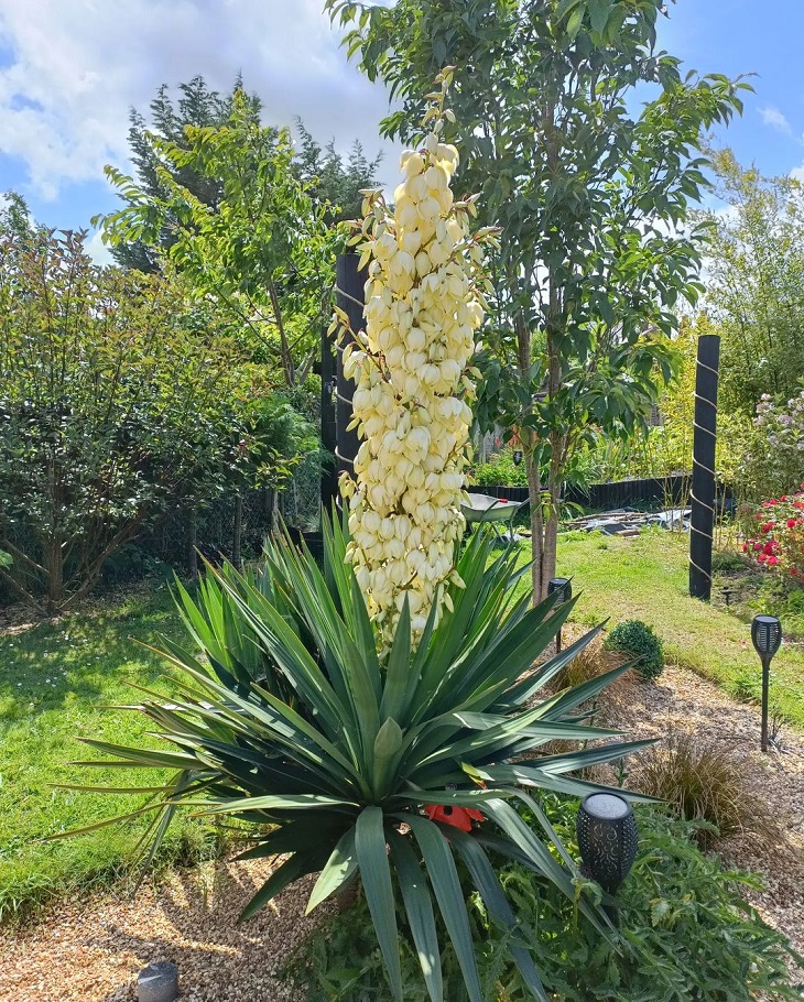 Foto de yucca 7 - 9