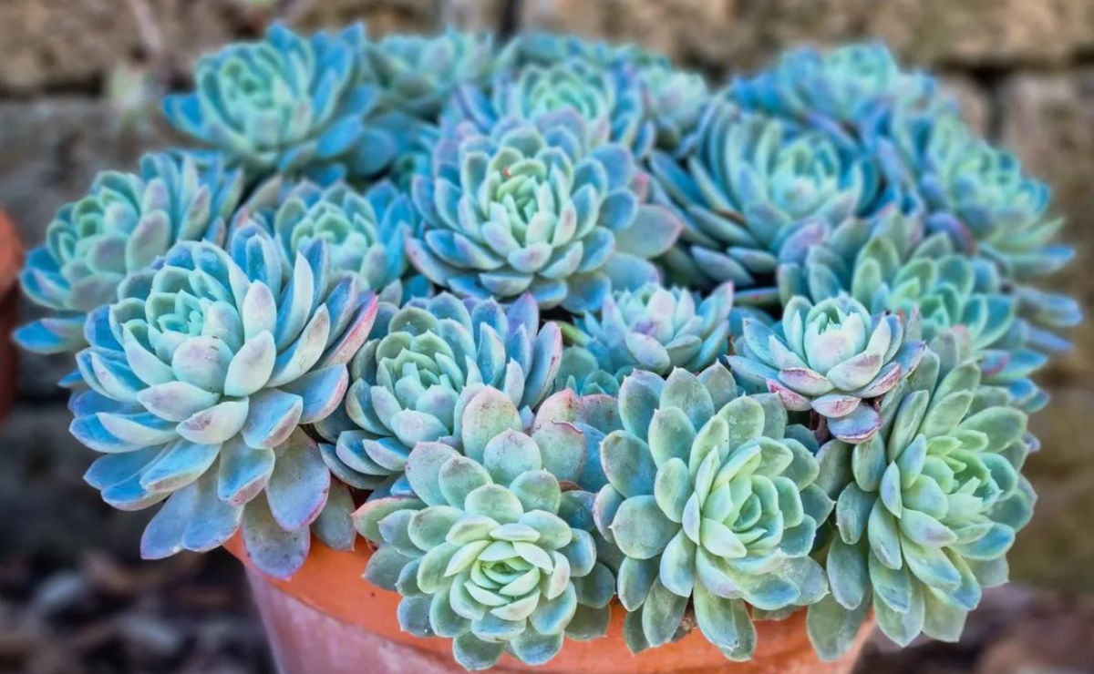 Echeveria elegans: uma suculenta versátil e fácil de cultivar