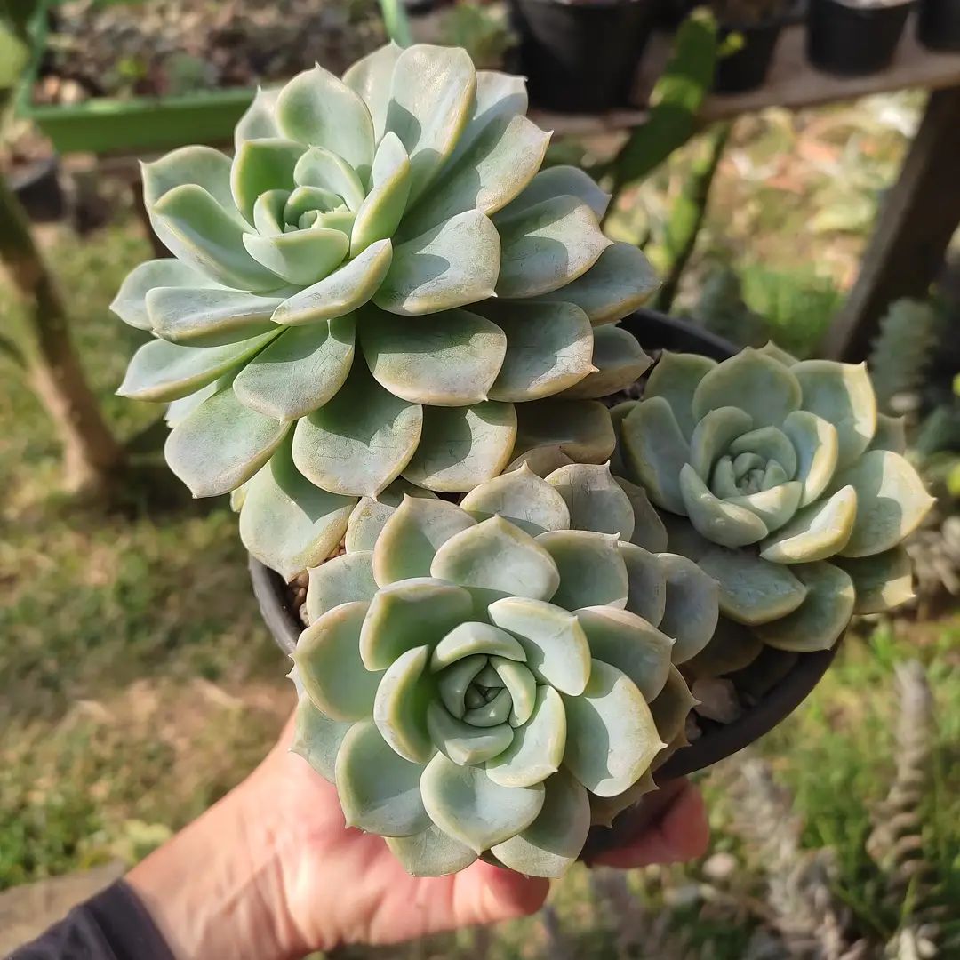 Foto de echeveria elegans 11 - 12