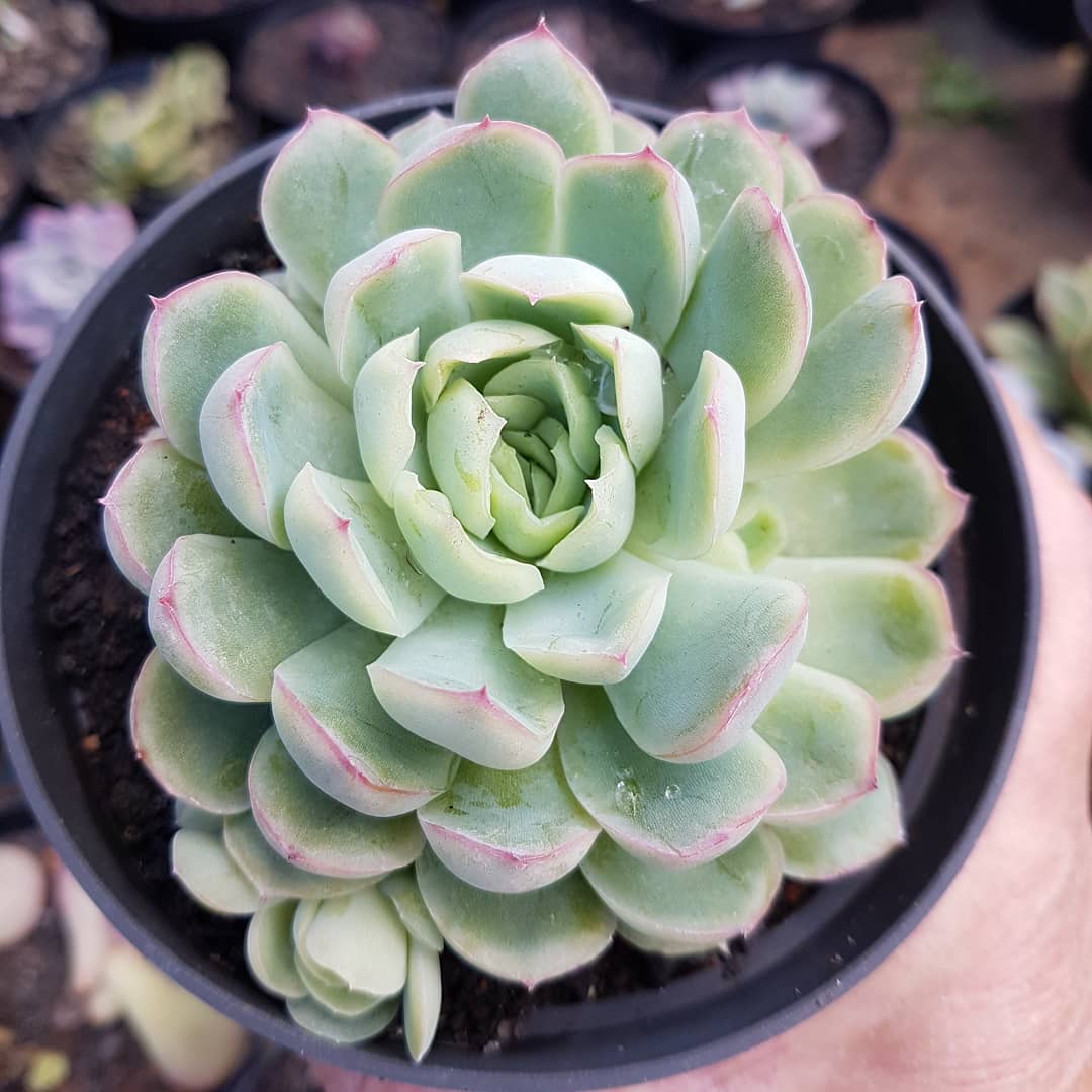 Foto de echeveria elegans 12 - 19