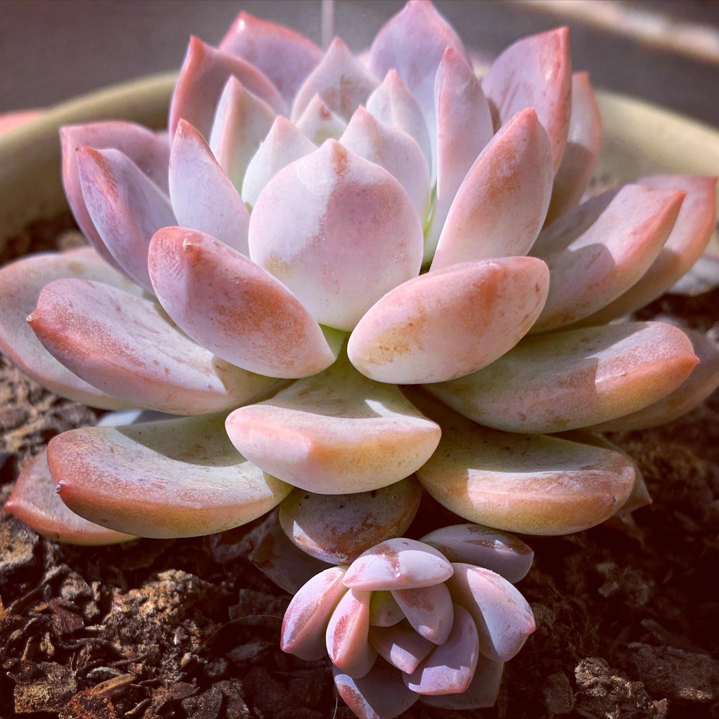 Foto de echeveria elegans 13 - 18