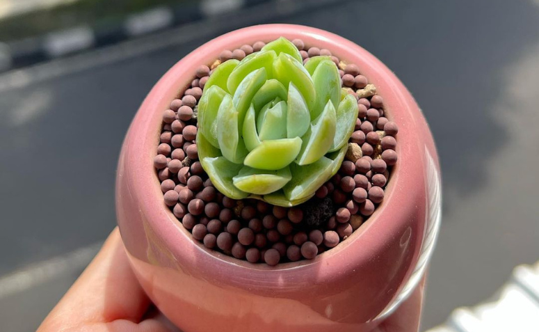 Foto de echeveria elegans 14 - 8